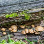 Big Sky MT 59716 - 11