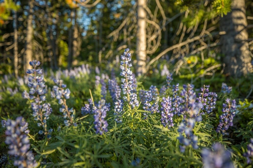 Big Sky MT 59716 - 6