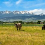 Bozeman MT 59715 - 3