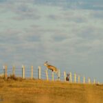 Fort Peck MT 59223 - 3