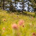 Big Sky MT 59729 - 4