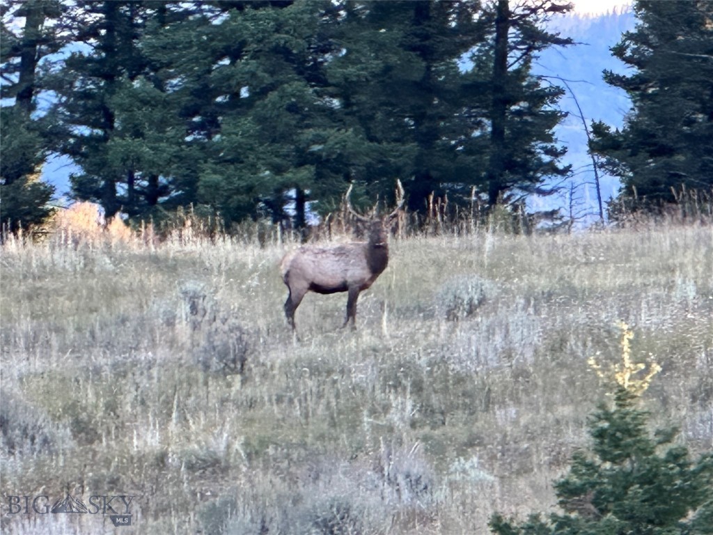 Bozeman MT 59715 - 3