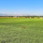 Belgrade MT 59714 - 3