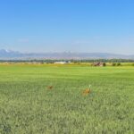 TBD Penwell Bridge Road