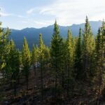 TBD Sawtooth Road
