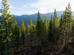 TBD Sawtooth Road, Big Sky MT 59716