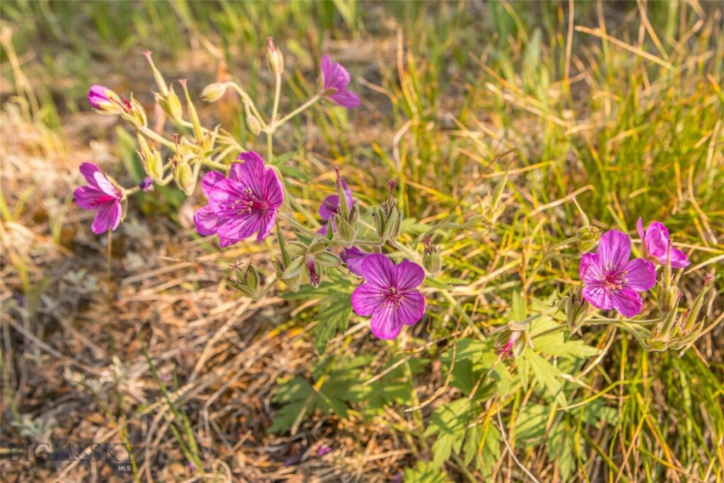 Big Sky MT 59716 - 8