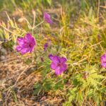 Big Sky MT 59716 - 8