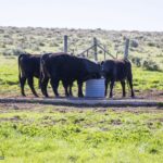 Belgrade MT 59714 - 2