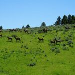 Big Sky MT 59716 - 10