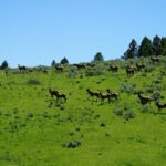 Big Sky MT 59716 - 12