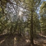 TBD Sunflower Lane LOT 4 Lane