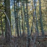 TBD Sunflower Lane LOT 4 Lane