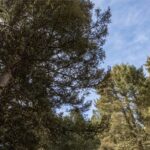 TBD Sunflower Lane LOT 4 Lane