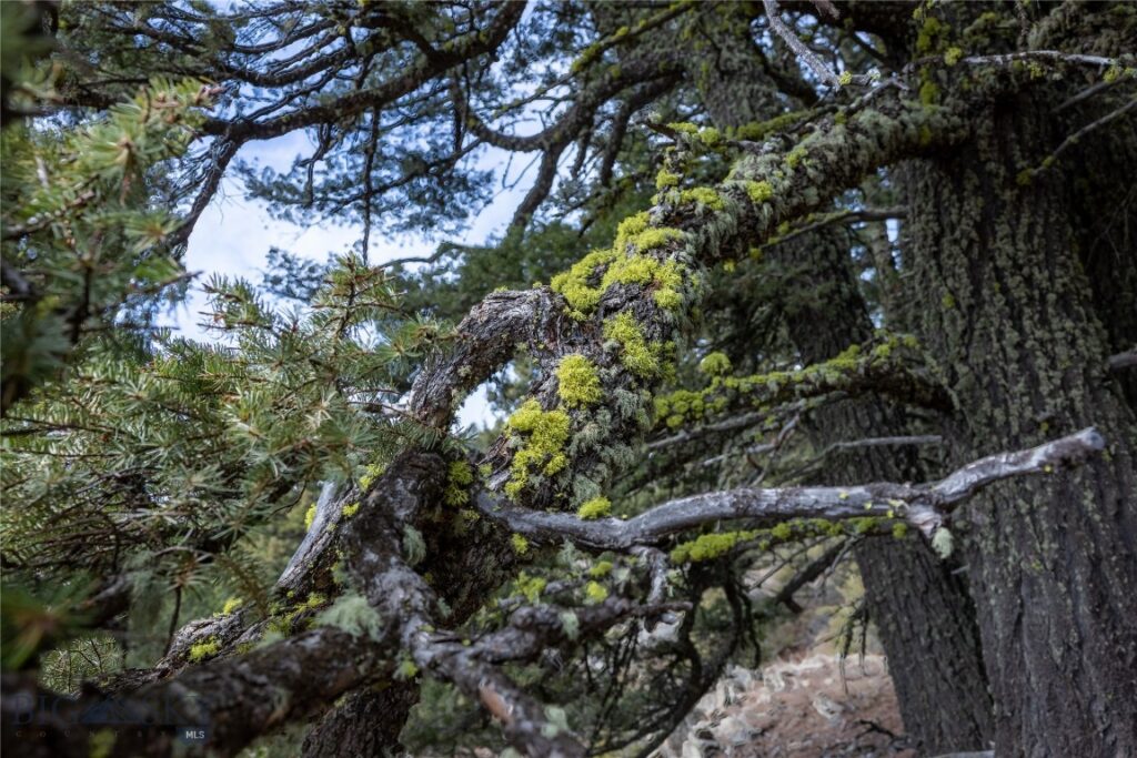 TBD Sunflower Lane LOT 4 Lane