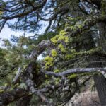 TBD Sunflower Lane LOT 4 Lane